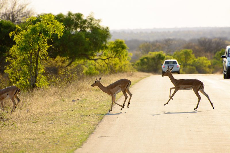 Impalas