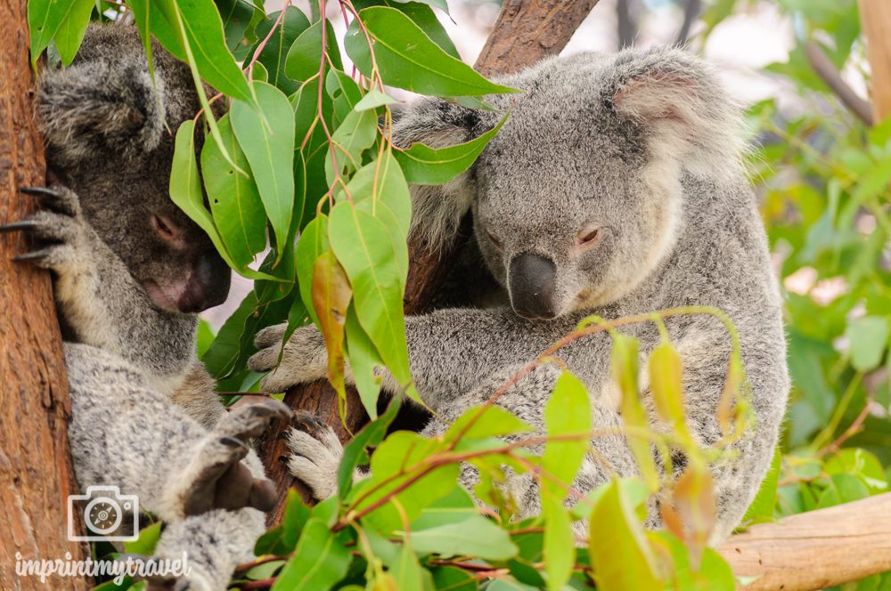 Australien, Brisbane, Koalas im Lone Pine Koala Sanctuary