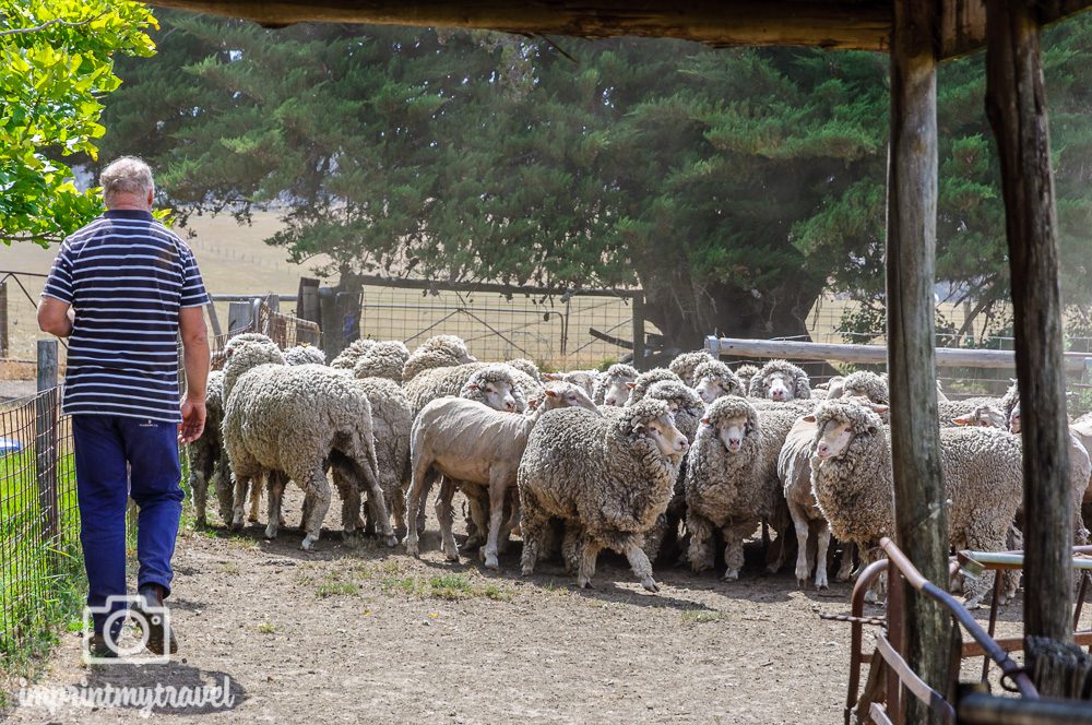 Kangaroo Island Robs Schaffarm