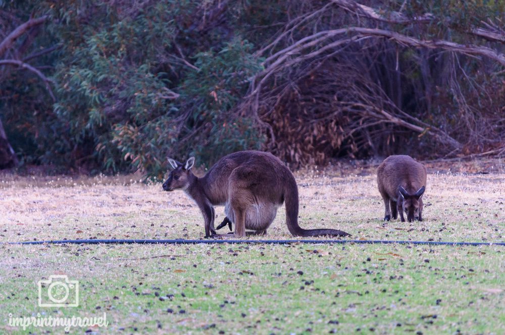 Kangaroo Island Wallaby