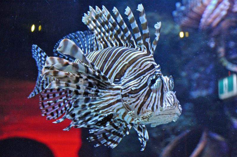 SEALIFE Melbourne Aquarium
