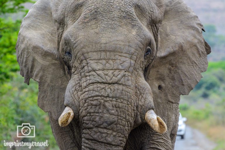 Südafrika Sehenswürdigkeiten Hluhluwe Elefant