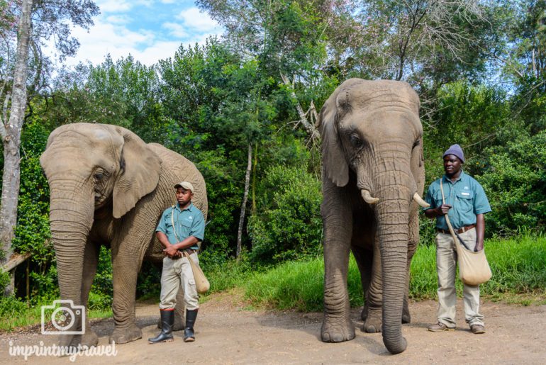 Südafrika Sehenswürdigkeiten Elephant Sanctuary Plettenberg Bay