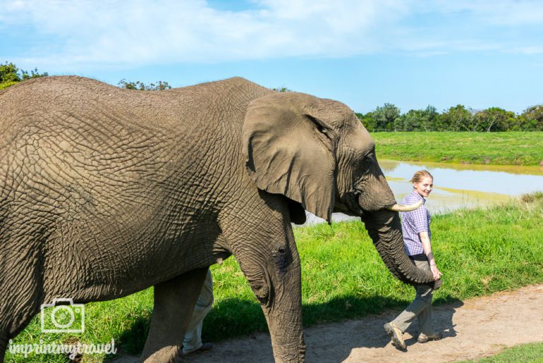 Südafrika Sehenswürdigkeiten Elephant Sanctuary Plettenberg Bay