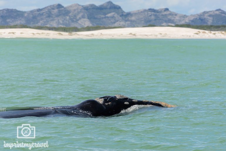 Südafrika Sehenswürdigkeiten Whale Watching Gansbaai
