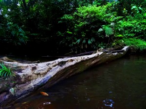Ein Ärmelkanal des Amazonas