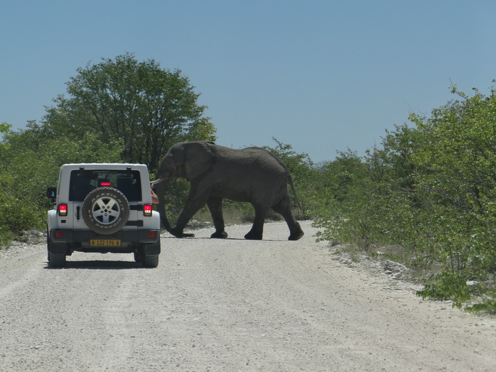 namibia_safari_etosha