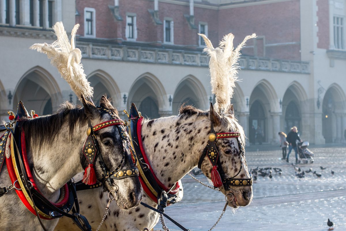 horses (1 von 1) Kopie