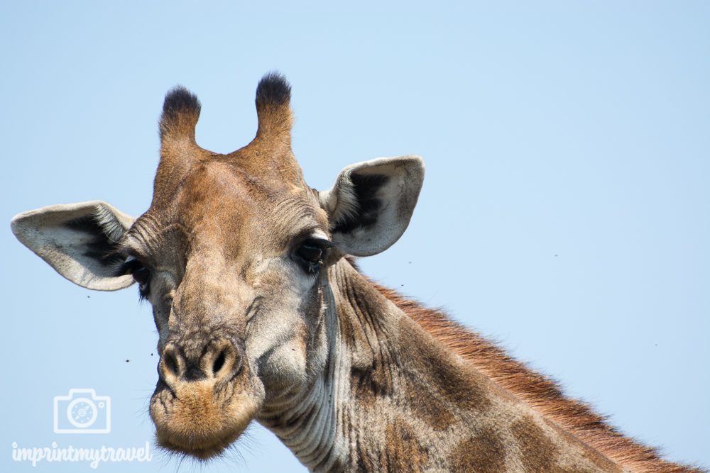 Fotografieren auf Safari: Giraffe