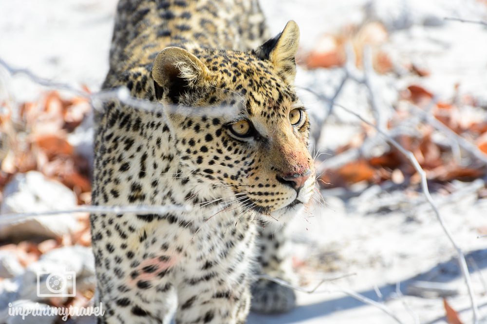 Fotografieren auf Safari Leopard