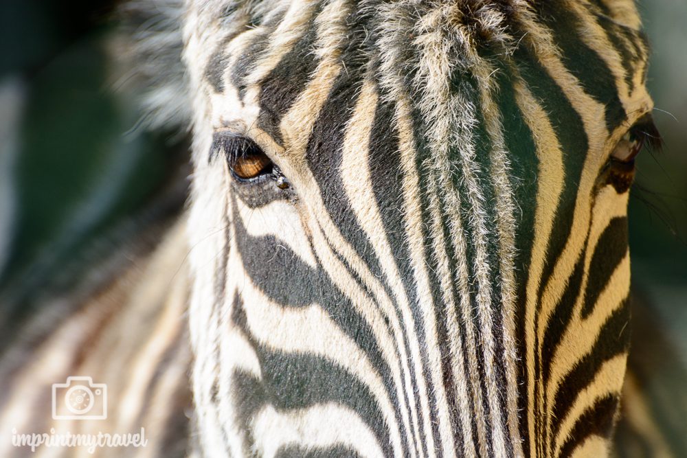 Fotografieren auf Safari üben, Zebra, Tiergarten Schönbrunn