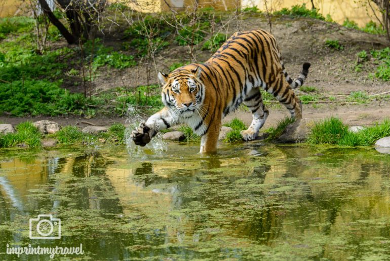 Fotografieren auf Safari Tiger