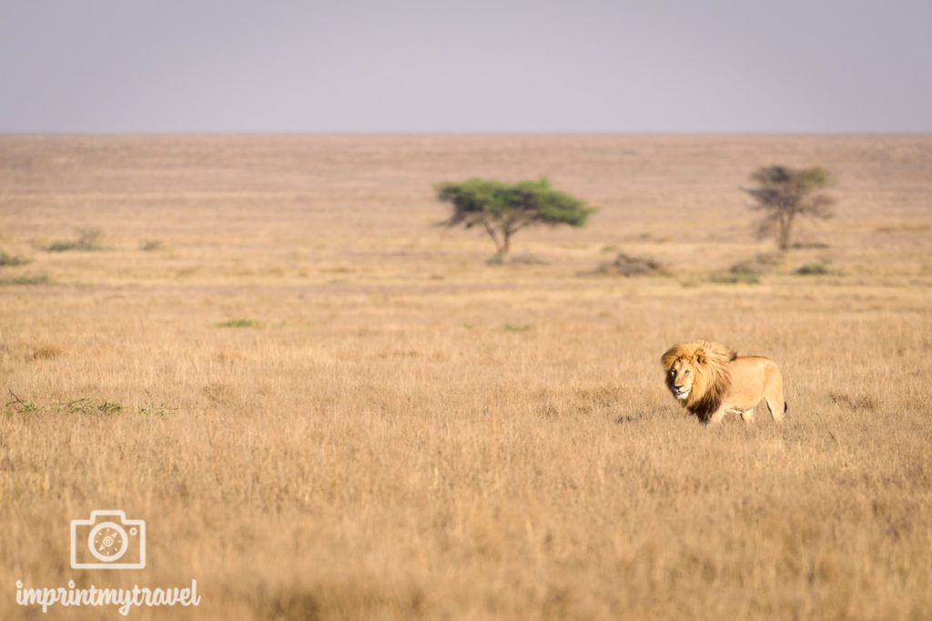 Fotografieren auf Safari Löwe