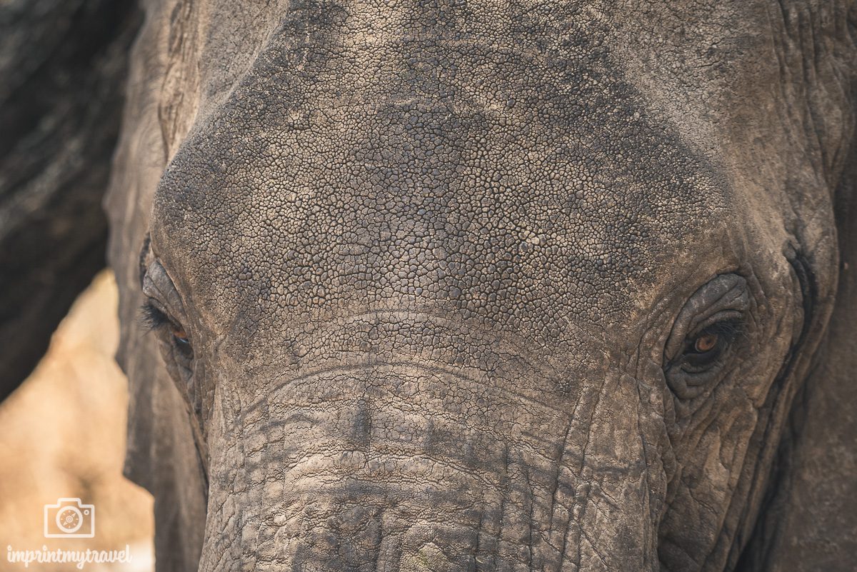 safari fotografie elefant porträt