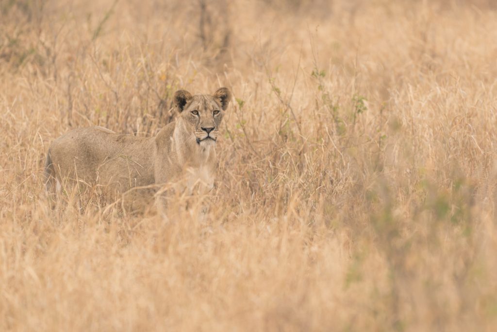 fotografieren auf safari titel