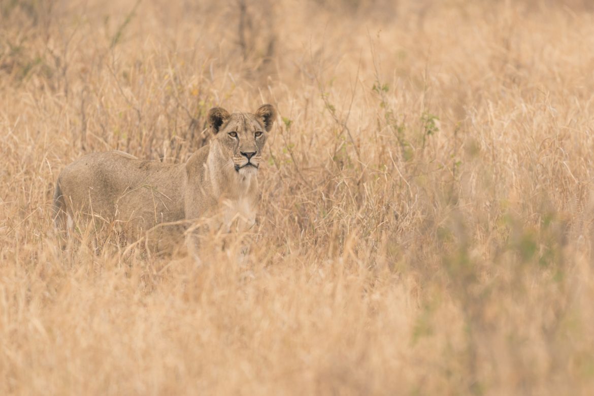 fotografieren auf safari titel
