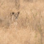 fotografieren auf safari titel