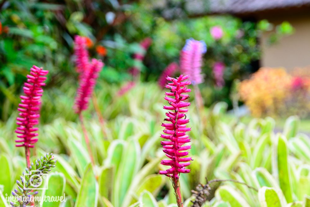 Blumen Bali