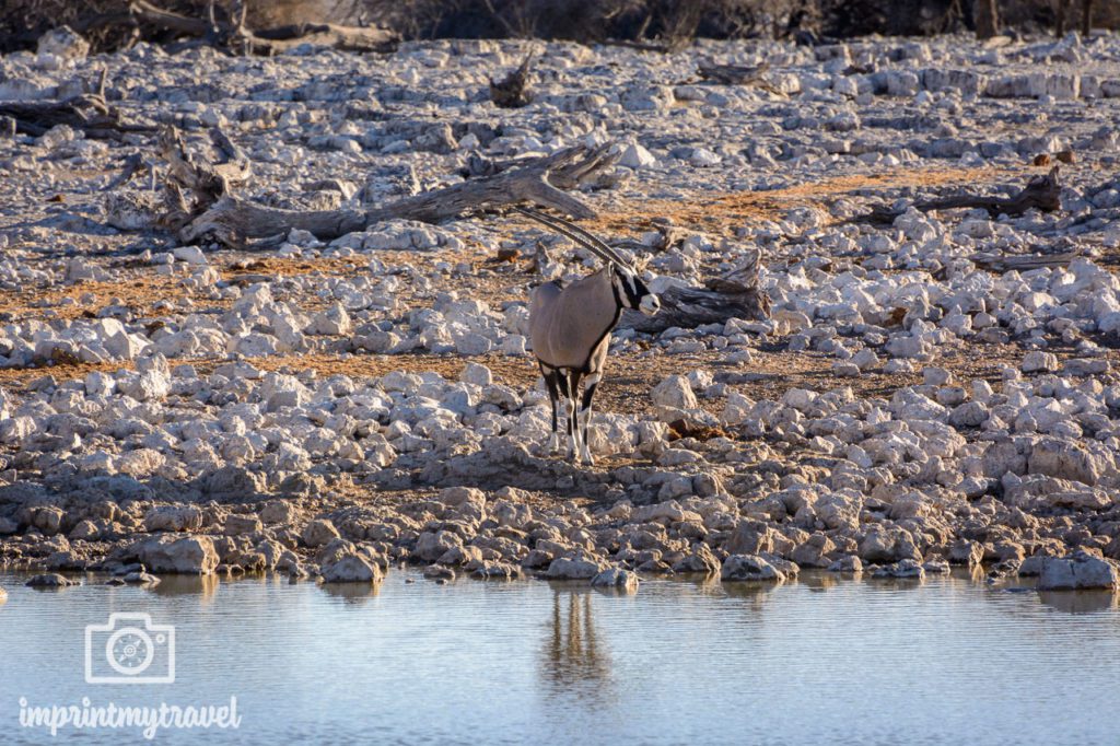 safari etosha nationalpark okaukuejo