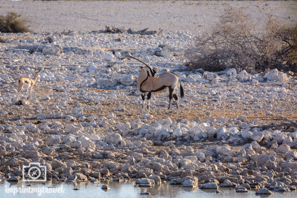 okaukuejo etosha oryx antilope