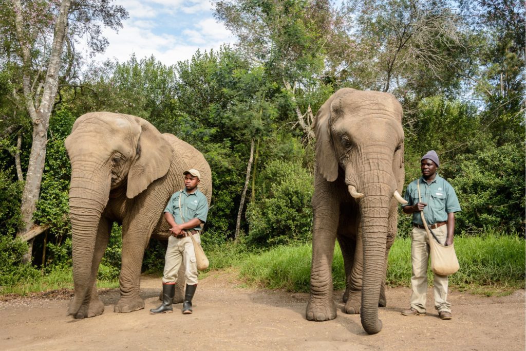 tierschutz auf reisen elefanten