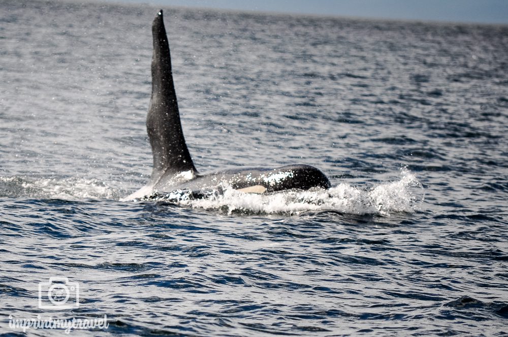 USA & Kanada Roadtrip Vancouver Island