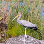 Safari im Chobe Nationalpark