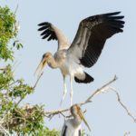 Safari im Chobe Nationalpark