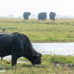Safari im Chobe Nationalpark