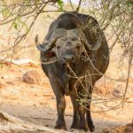 Safari im Chobe Nationalpark