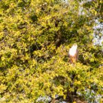 Safari im Chobe Nationalpark