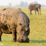 Safari im Chobe Nationalpark