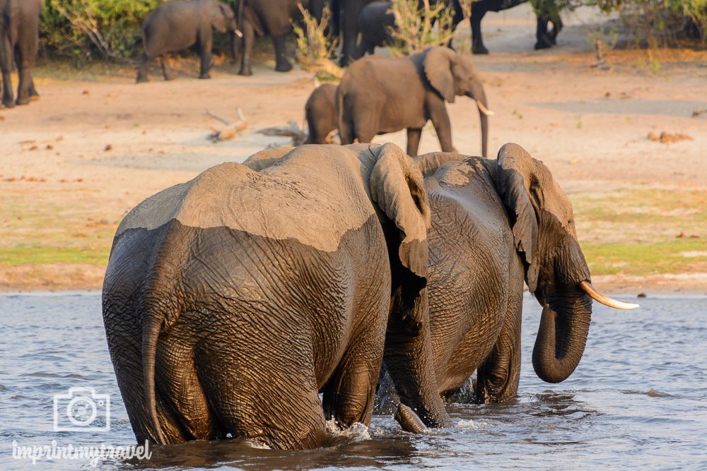 Safari im Chobe Nationalpark Elefanten