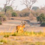 Safari im Chobe Nationalpark