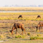 Safari im Chobe Nationalpark