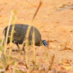 Safari im Chobe Nationalpark