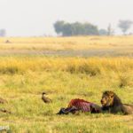 Safari im Chobe Nationalpark