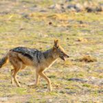 Safari im Chobe Nationalpark