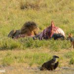 Safari im Chobe Nationalpark