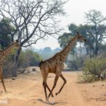 Safari im Chobe Nationalpark
