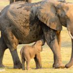 Safari im Chobe Nationalpark