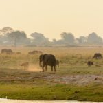 Safari im Chobe Nationalpark