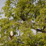safari chobe nationalpark botswana