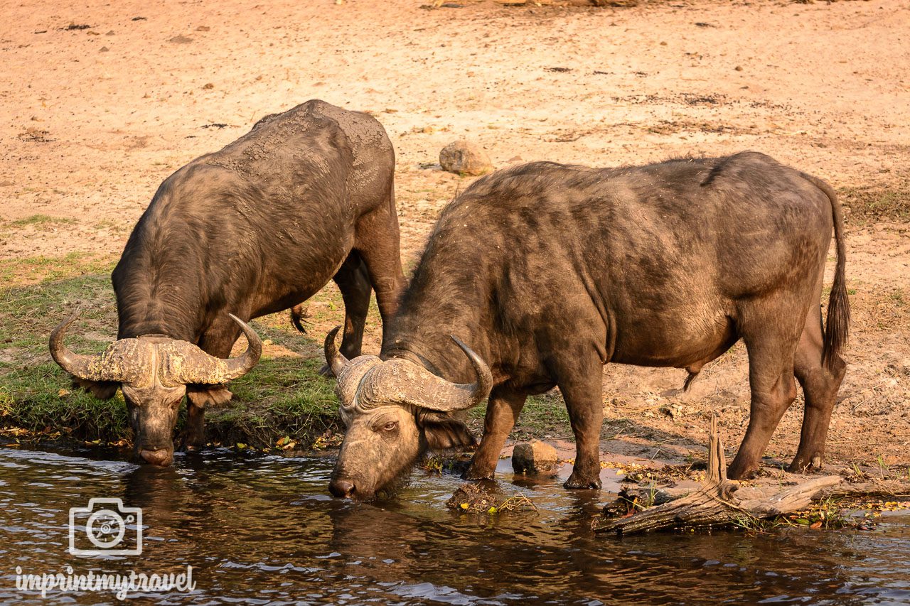 safari chobe büffel