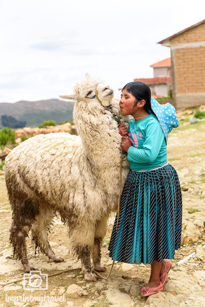 Bolivien Bilder Alpaka