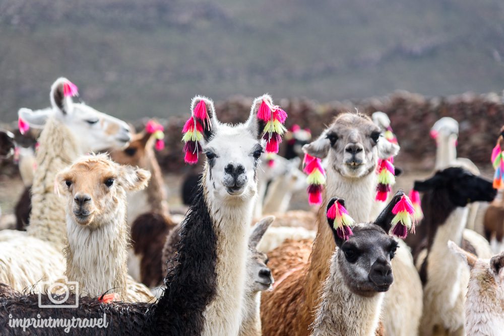 Lama Bilder Bolivien