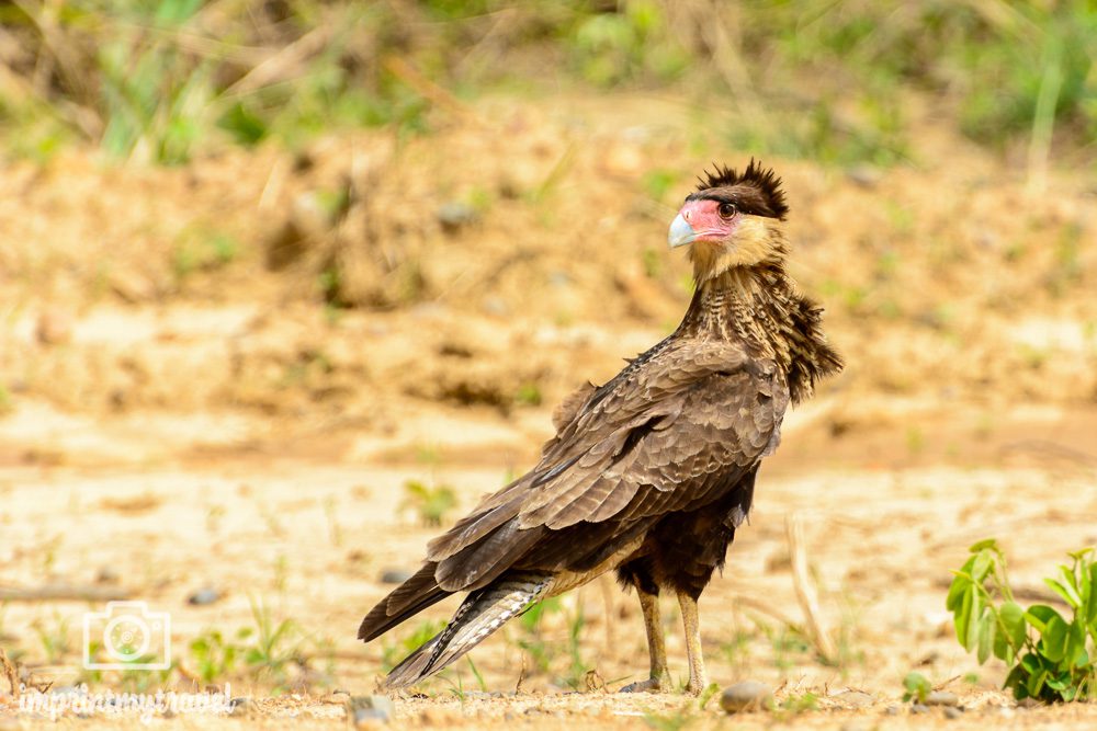 Bolivien Bilder Rurrenabaque Caracara