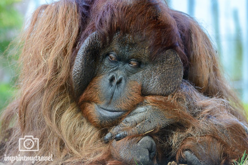 Fotoparade 1 - 2018 Tierisch Orang Utan