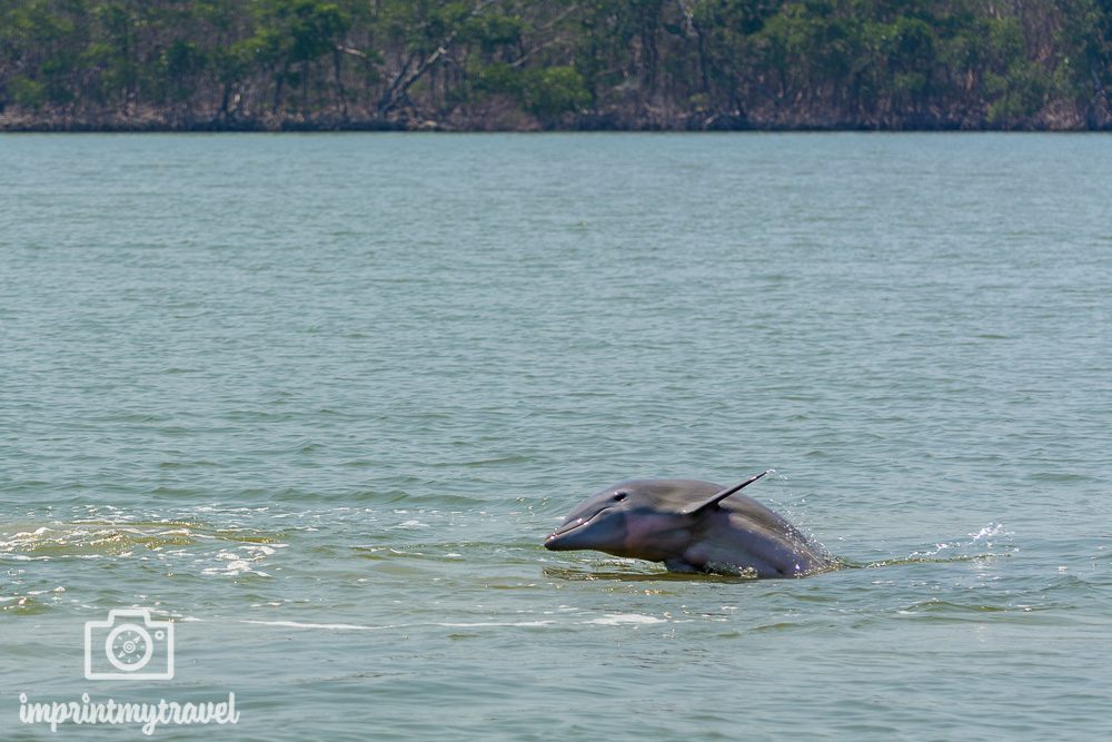 Florida Everglades Nationalpark Delfin