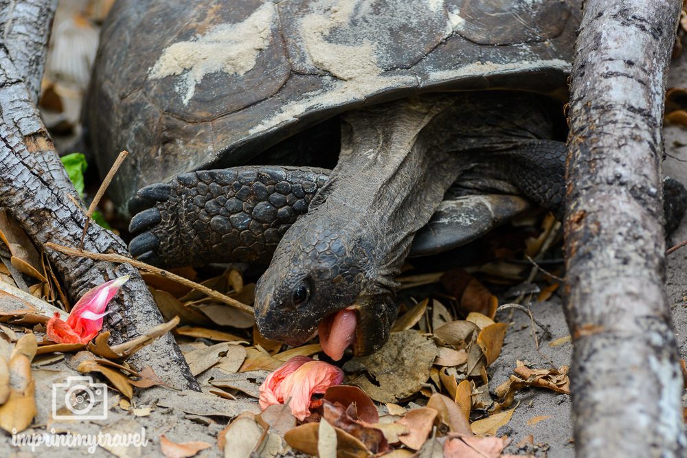 Südwest-Florida Roadtrip Cabbage Key Schildkröten